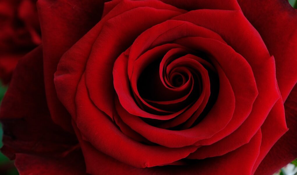 rose, flower, rose flower