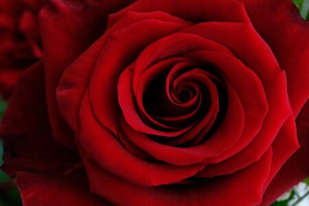 rose, flower, rose flower